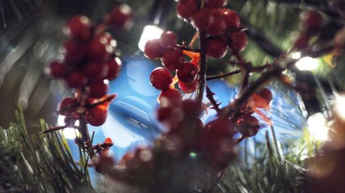Low angle view of berries on tree