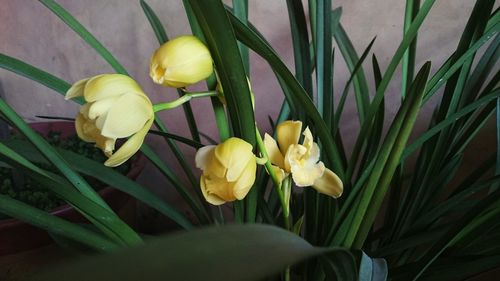 Close-up of yellow plant