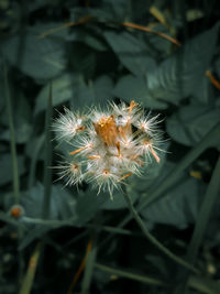 Close-up of butterfly on flower