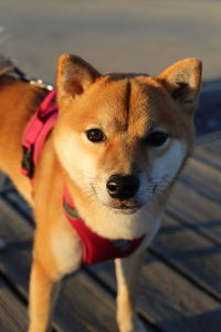 Close-up portrait of dog standing outdoors