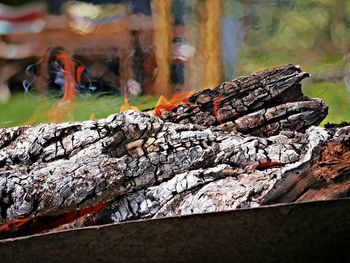 Close-up of log on wood in forest