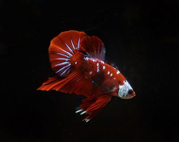 Close-up of fish swimming in sea