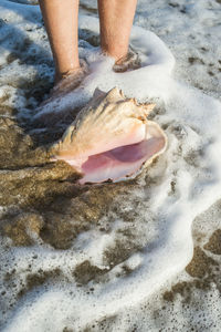 Low section of person on wet beach