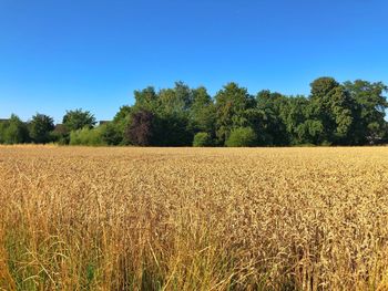 Scenic view of field against clear blue sky