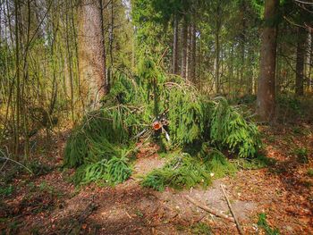 Person on tree trunk in forest