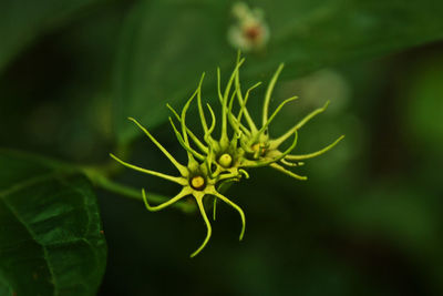 Close-up of plant