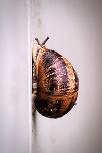 Close-up of snail