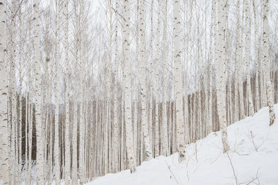 Snow covered trees in winter