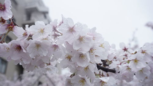 Close-up of cherry blossoms in spring