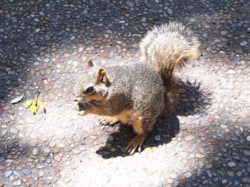 High angle view of squirrel on street