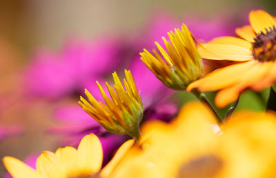 Close-up of yellow flowering plant