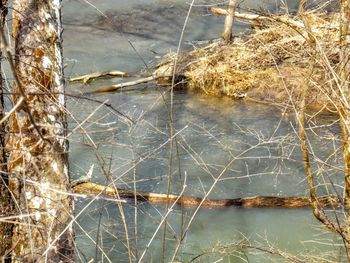 Reflection of trees in water