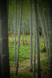 View of bamboo trees in the forest