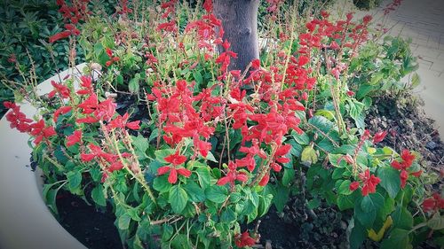 Close-up of red flowers