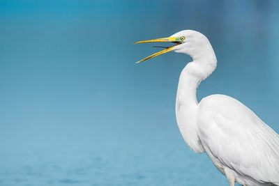 Side view of a bird against the sky