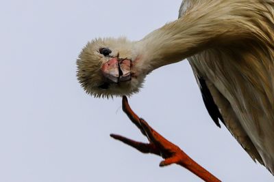 Close-up of a bird against the sky