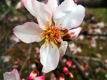 Close-up of white flowers blooming outdoors