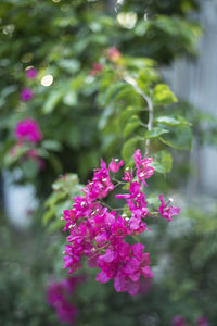 Close-up of pink flowers blooming outdoors