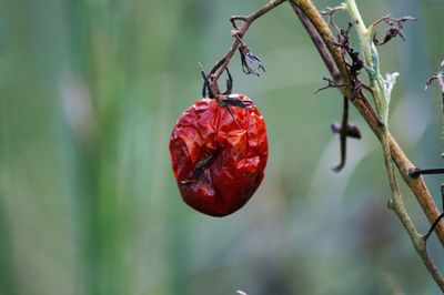 Close-up of red flower