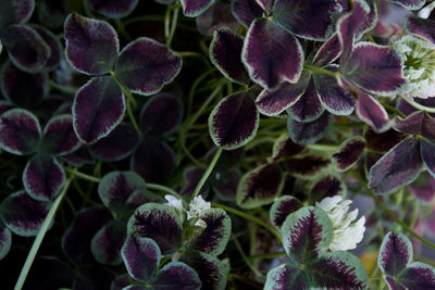 Close-up of purple flowering plants