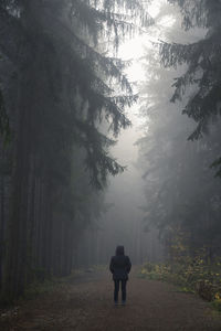 Rear view of man walking on road in forest