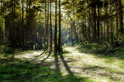 Pine trees in forest