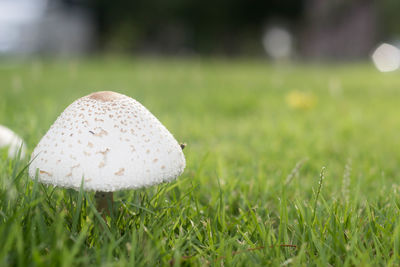 Close-up of mushroom on grassy field