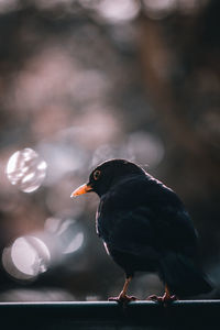 Close-up of bird perching on branch