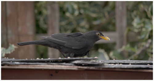 Close-up of bird perching on railing