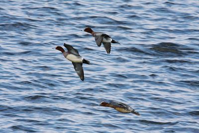 Birds flying over sea