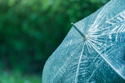 Raindrops cling to the clear umbrella to protect the rainy season i