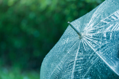 Close-up of leaf