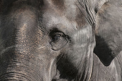 Extreme close up of elephant eye