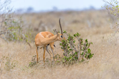 View of gazelle on landscape