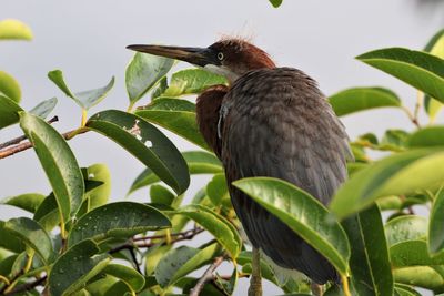 Close-up of bird perching on plant