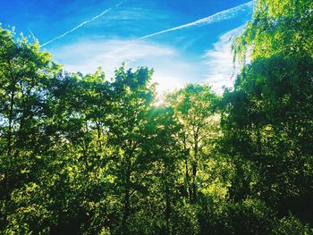 Low angle view of trees against sky in forest