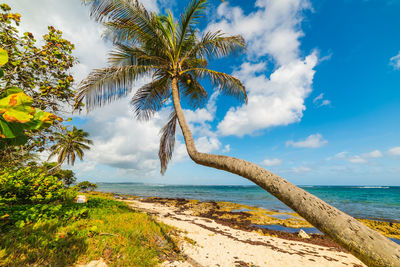 Palm trees by sea against sky