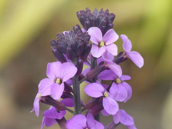 Close-up of purple flowering plant