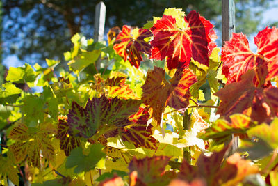 Close-up of autumnal leaves on plant