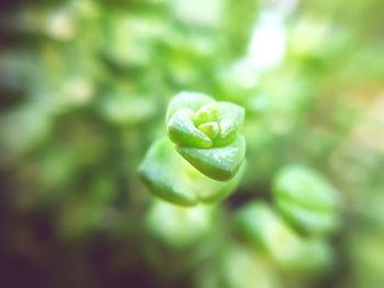 Close-up of plant