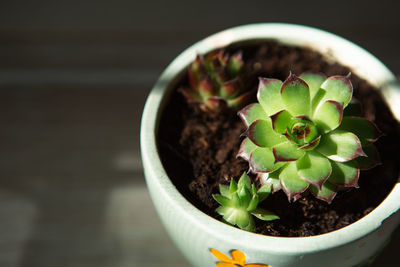 Echeveria in a