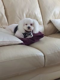 Dog lying down on sofa