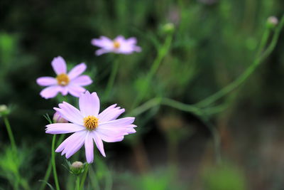 Close-up of purple flowering plant