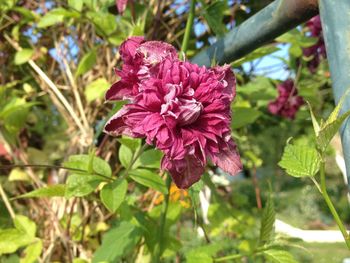 Close-up of purple flowers blooming outdoors