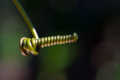 Close-up of plant