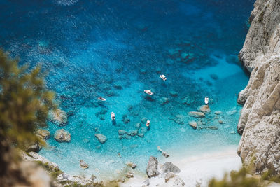 High angle view of coral in sea