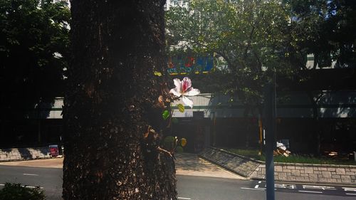 Man by tree against building