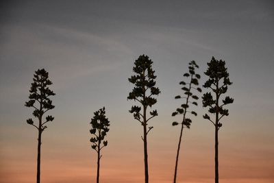 Low angle view of silhouette trees against sky at sunset