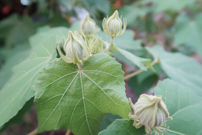 Close-up of white flowering plant