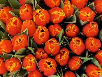 Full frame shot of bell peppers